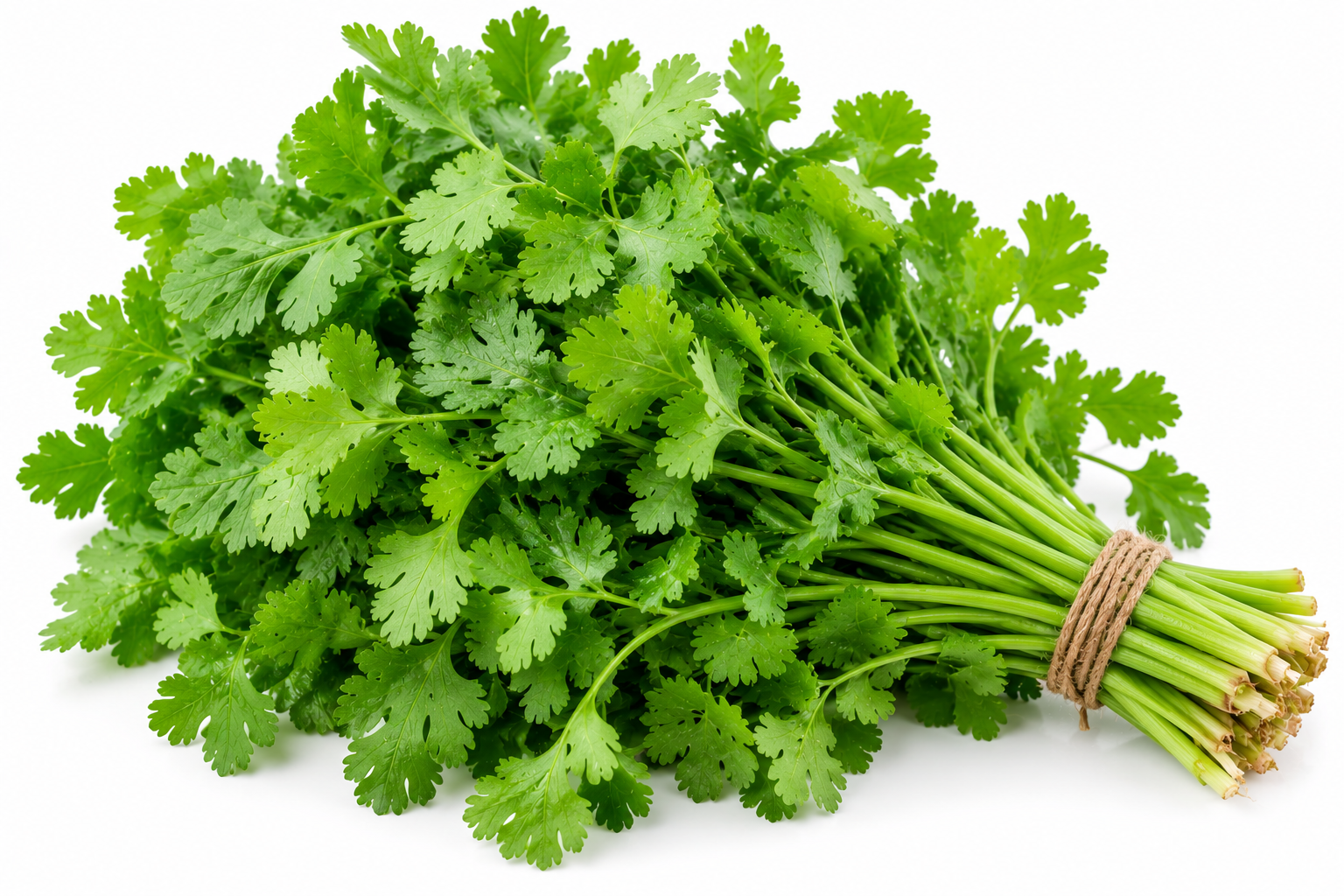 Coriander